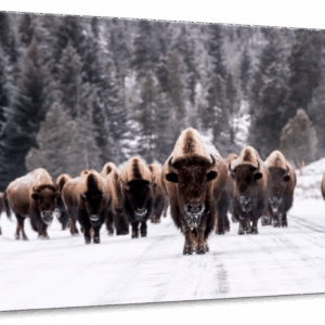 Bison Herd In Winter Wall Art