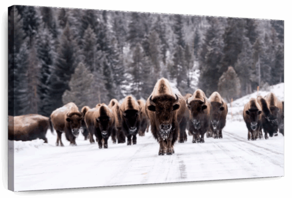 Bison Herd In Winter Wall Art
